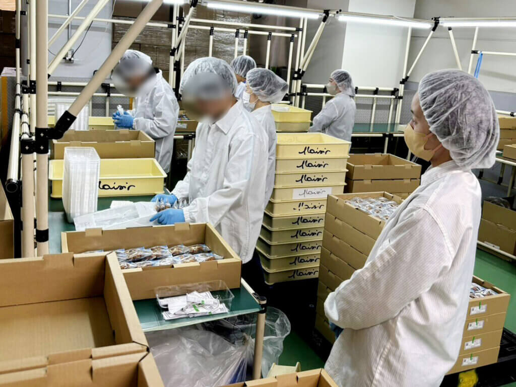 中部第一輸送の加工場でお菓子詰め作業を体験する蟹江中学校の生徒。白衣とヘアキャップを着用し、丁寧に梱包作業を行っている